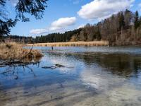 Schilfinsel in der Alz mit Schwänen und Angler